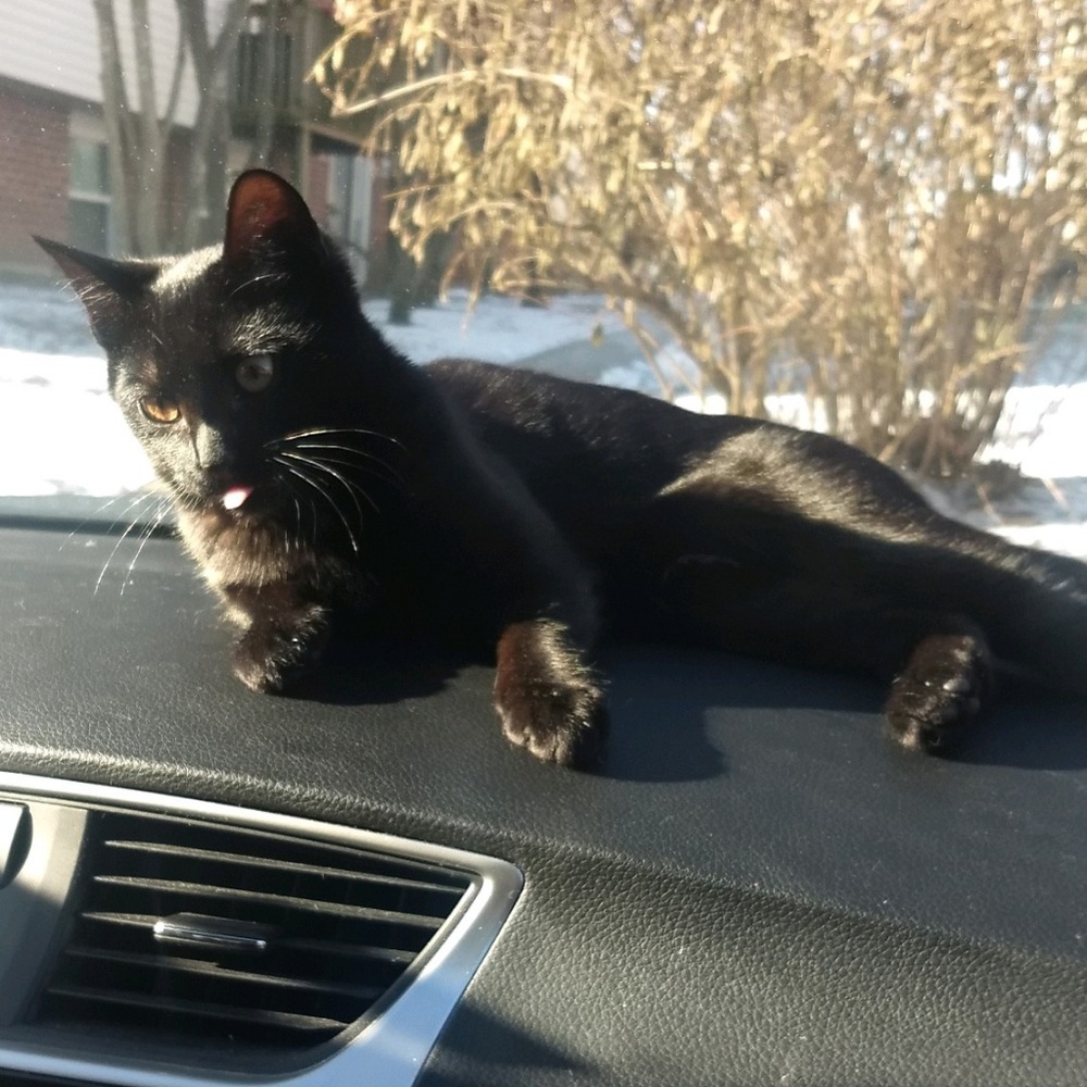 Meet your Posher, Nick